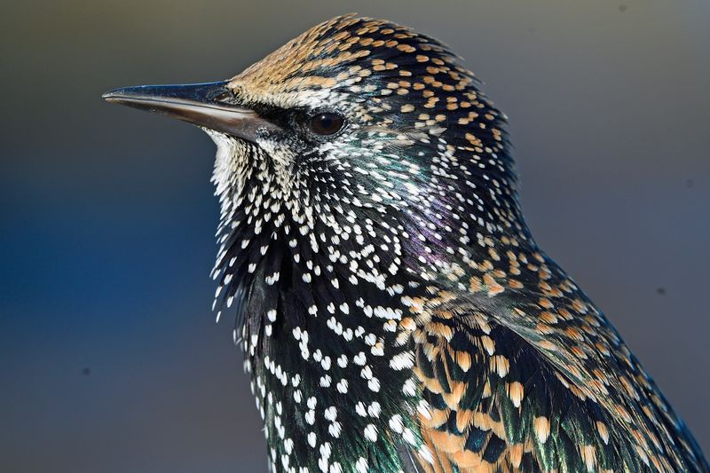 Starling