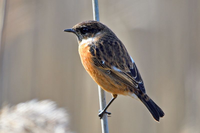 Stonechat