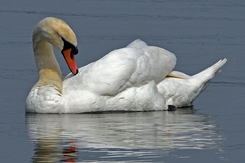 Swan - Mute