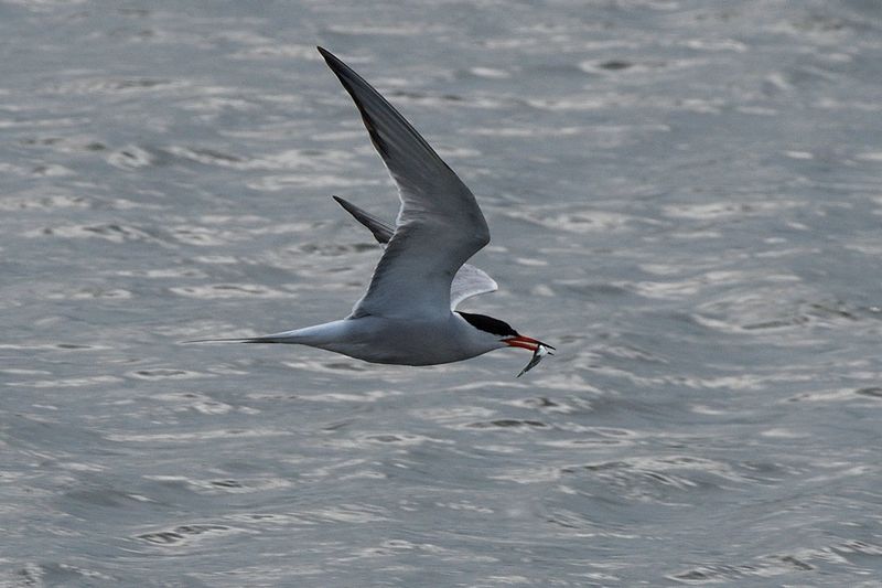 Tern - Common