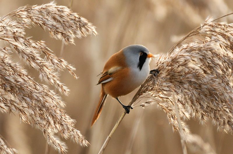 Tit - Bearded