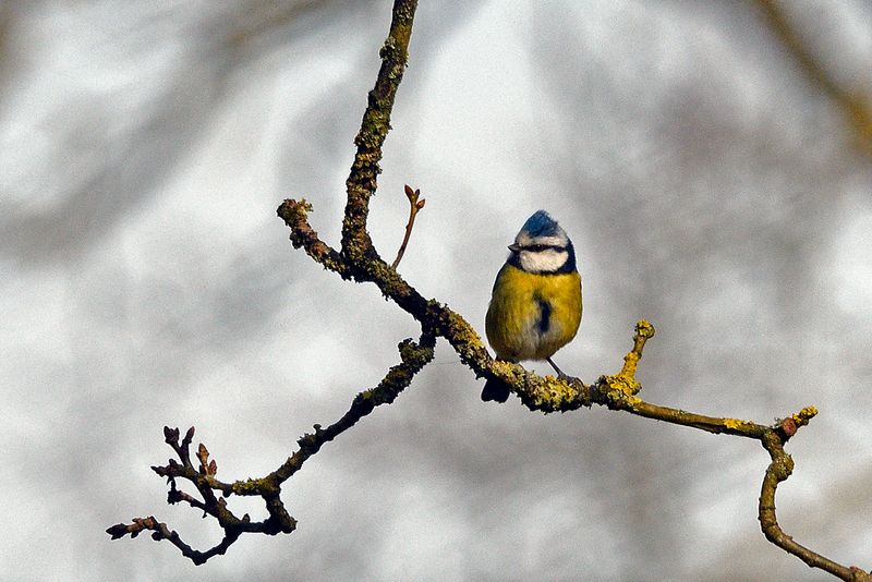 Tit - Blue