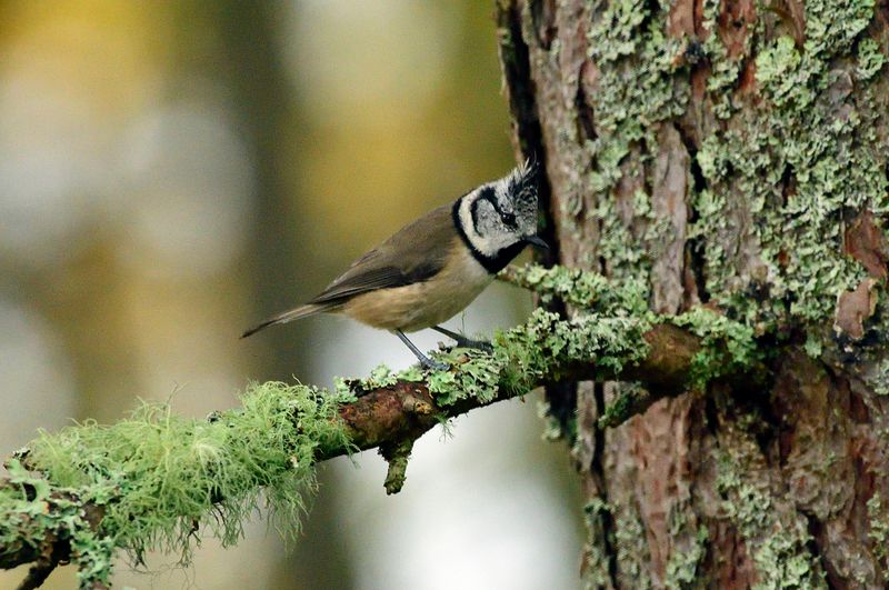 Tit - Crested