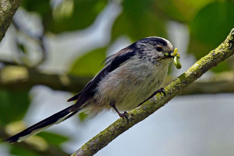 Tit - Long Tailed