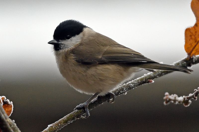 Tit - Marsh