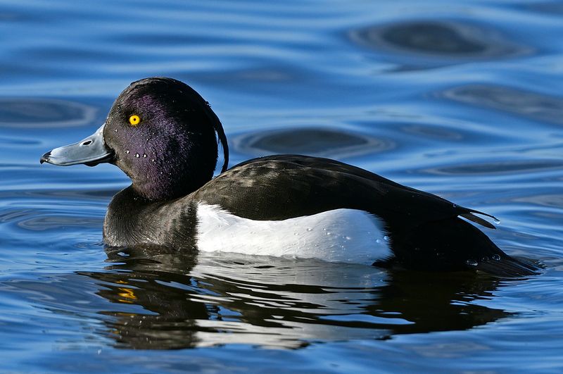 Tufted Duck