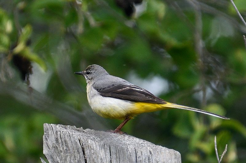 Wagtail - Grey