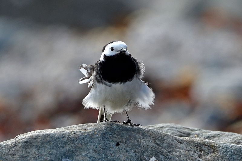 Wagtail - Pied