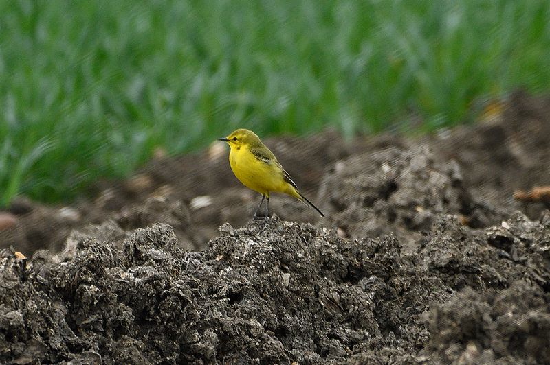 Wagtail - Yellow