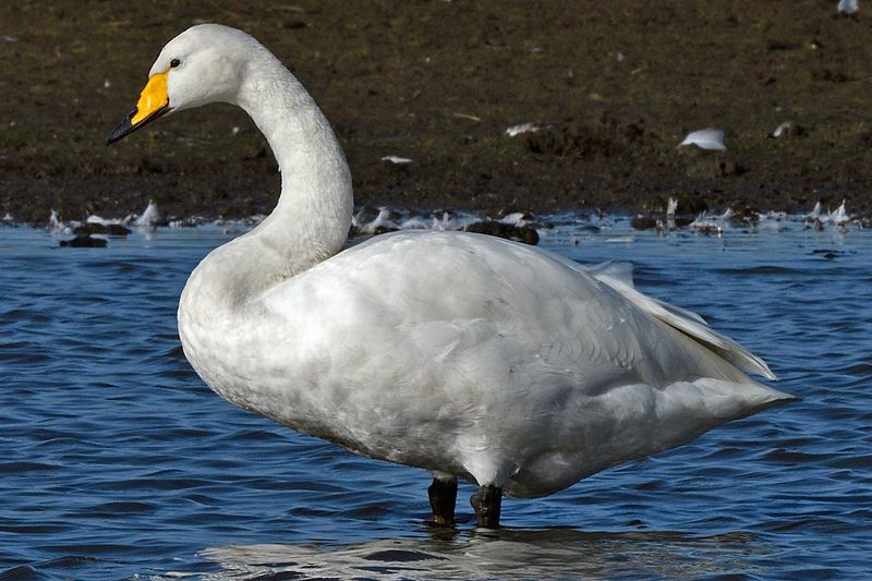 Swan - Whooper