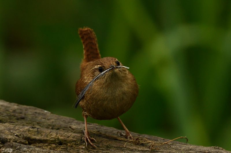 Wren