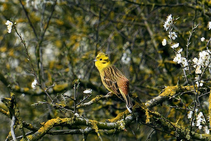 Yellowhammer