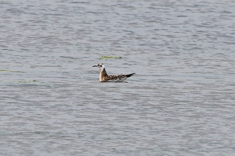 Phalarope - Red Necked