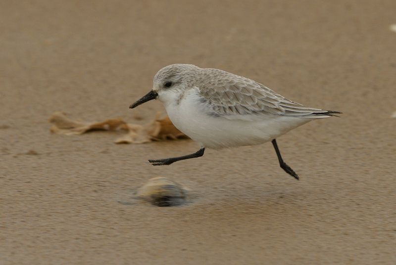 Sanderling