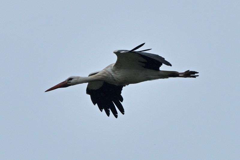 Stork - White