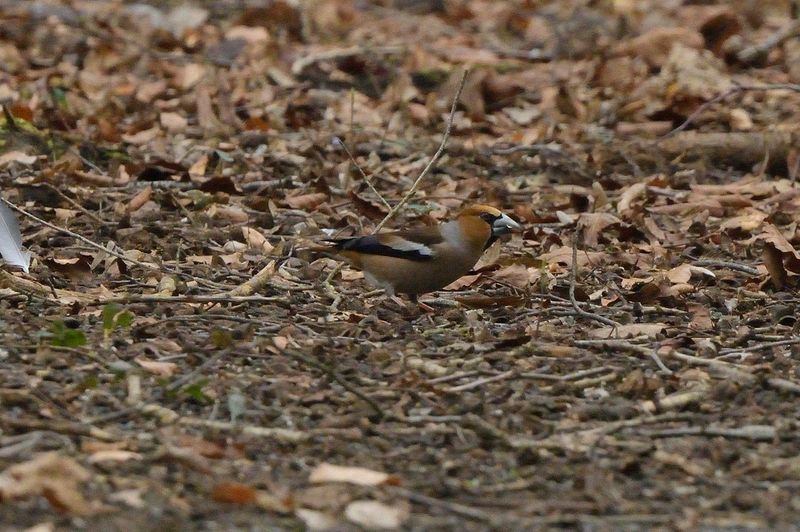 Hawfinch