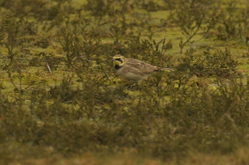 Shore Lark