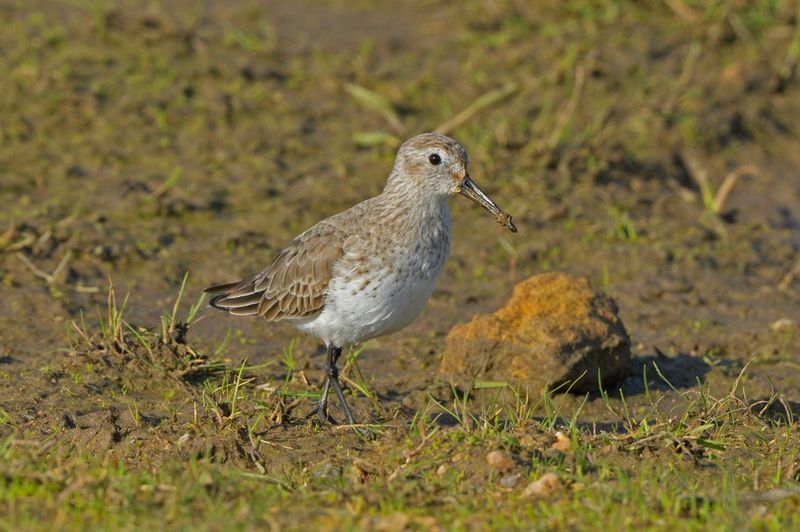 Dunlin