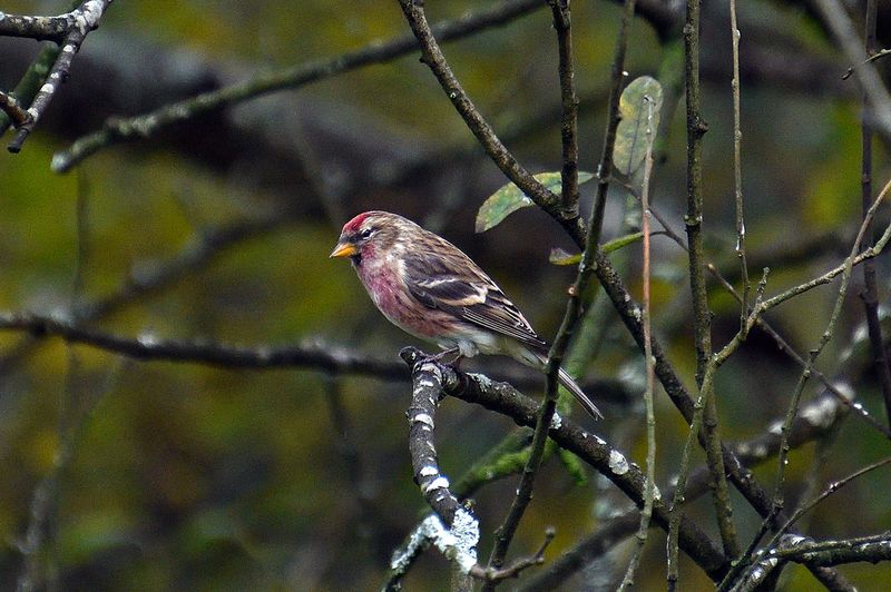 Redpoll