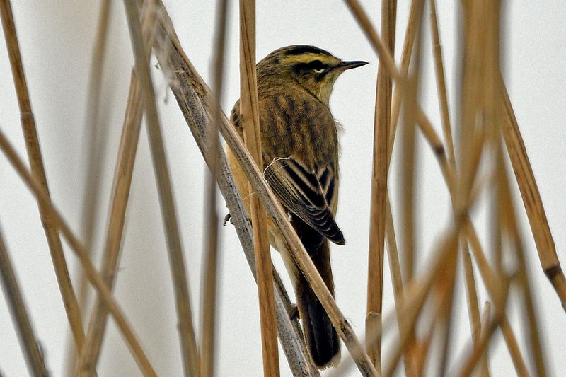 Warbler - Sedge