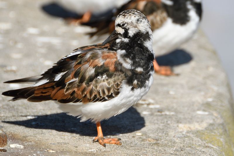 Turnstone