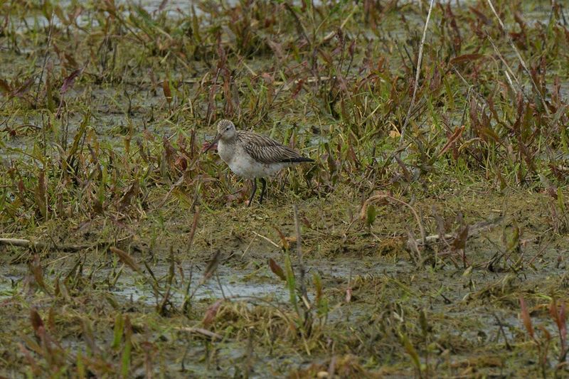 Godwit - Bar Tailed