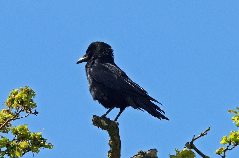 Crow