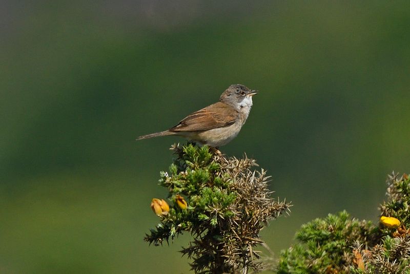 Whitethroat (Common)