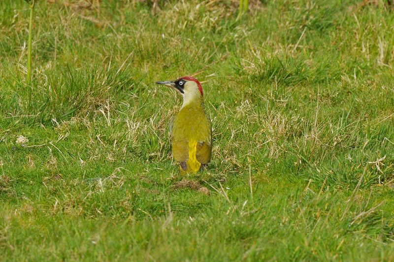 Woodpecker - Green