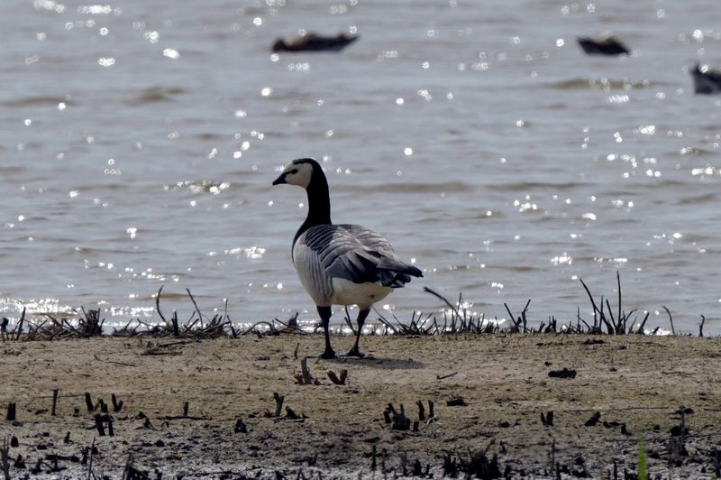 Goose - Barnacle