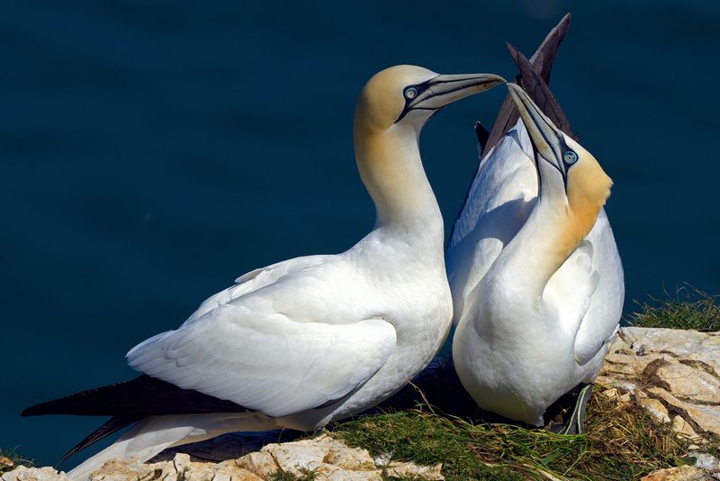 Bempton Cliffs & Flamborough Head