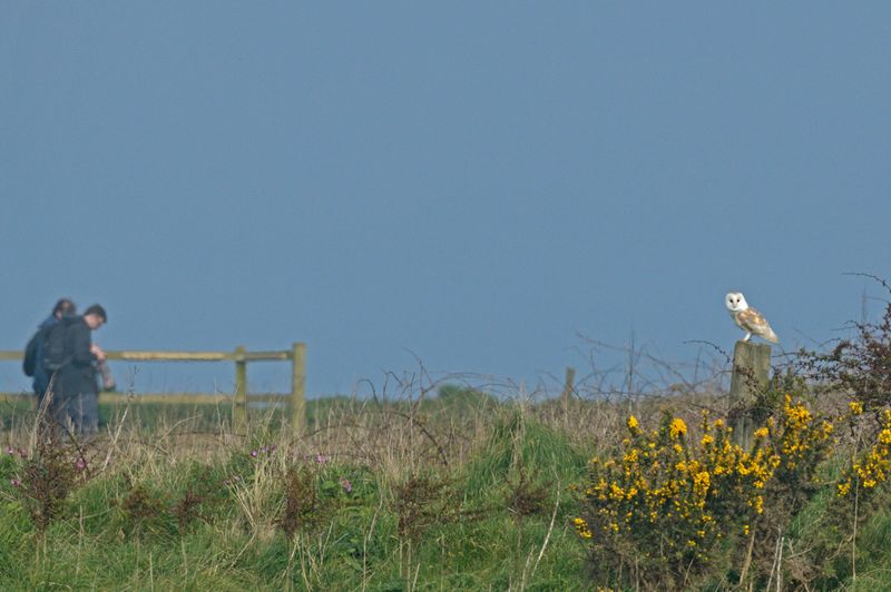 Barn Owl