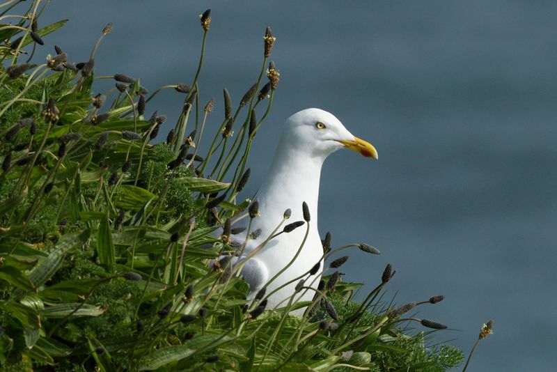 Herring Gull