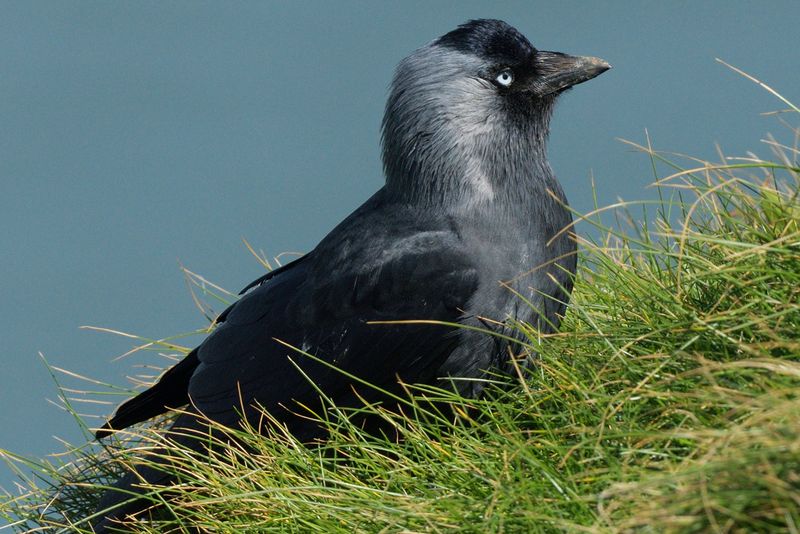 Jackdaw