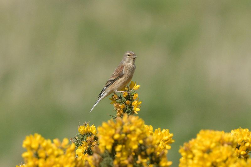 Linnet