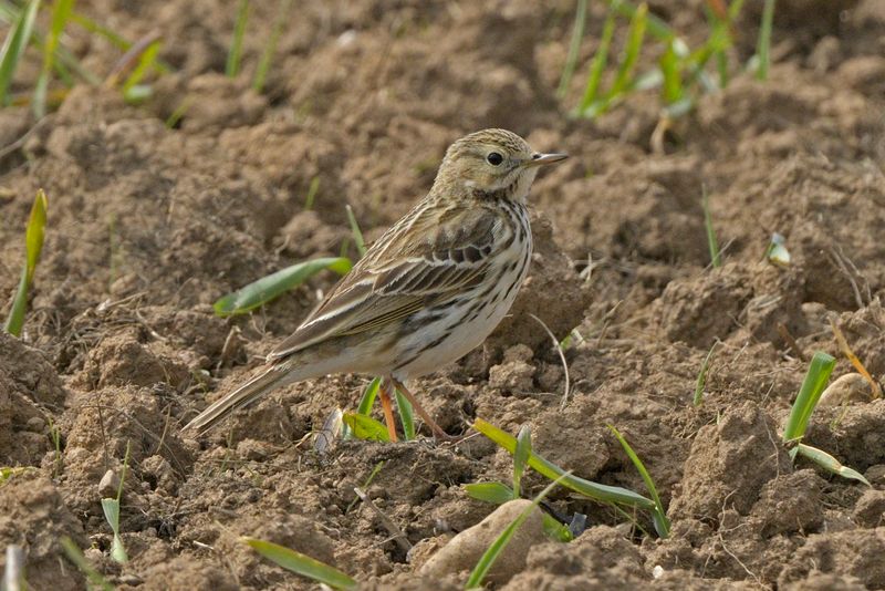 Meadow Pipit