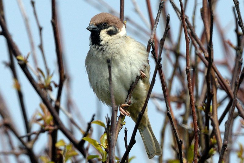 Tree Sparrow
