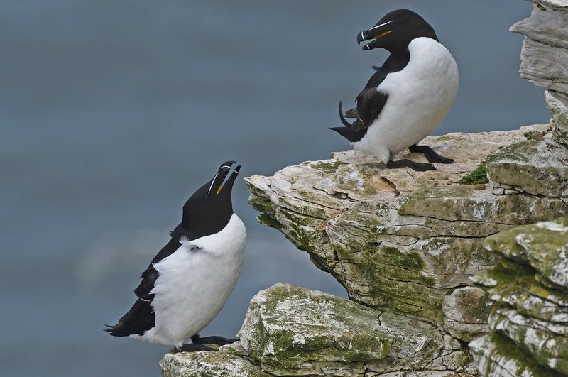 Bempton Cliffs & Flamborough Head