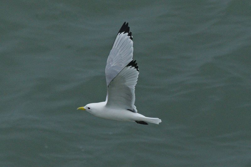 Kittiwake