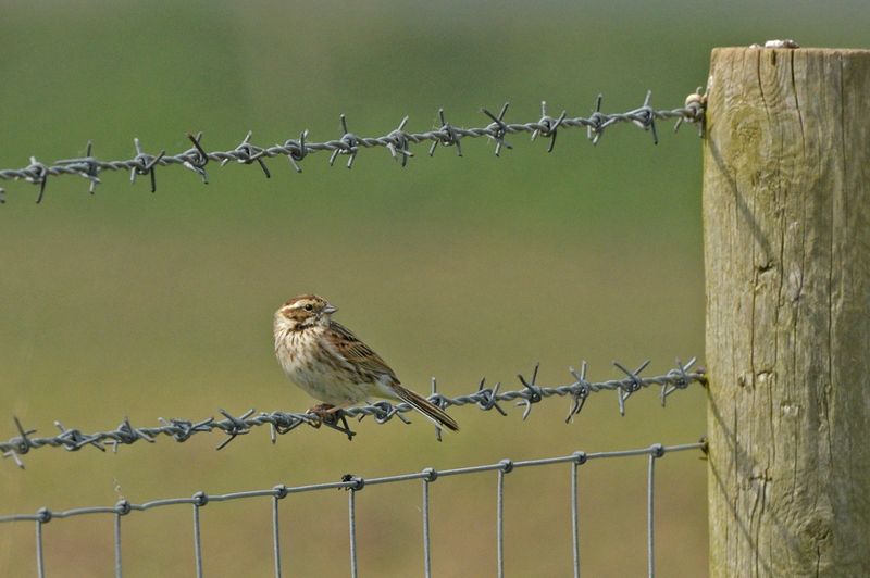 Corn Bunting