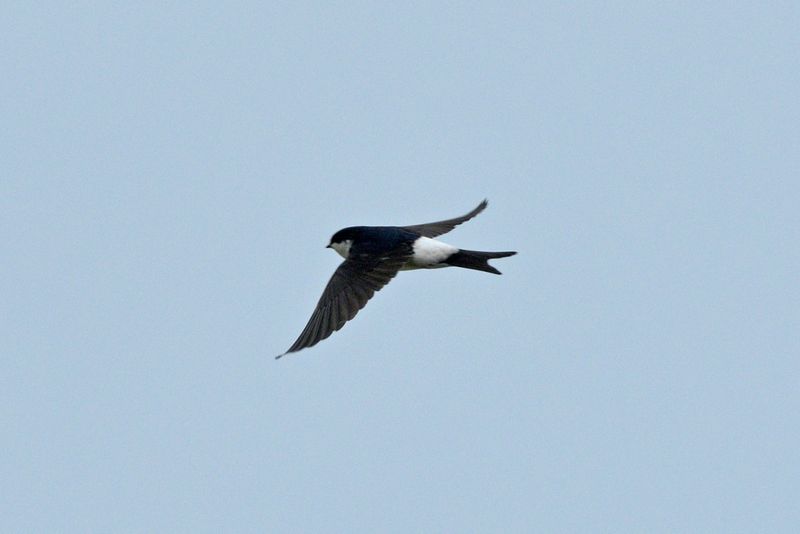 House Martin