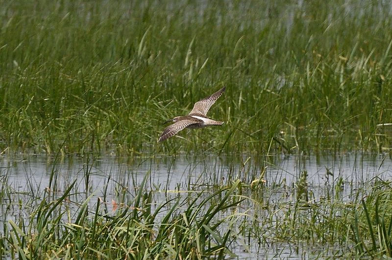 Whimbrel