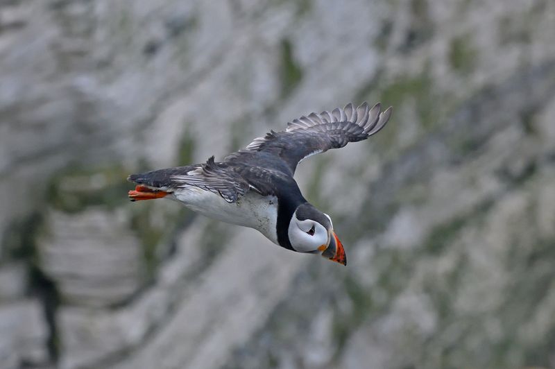 Puffin