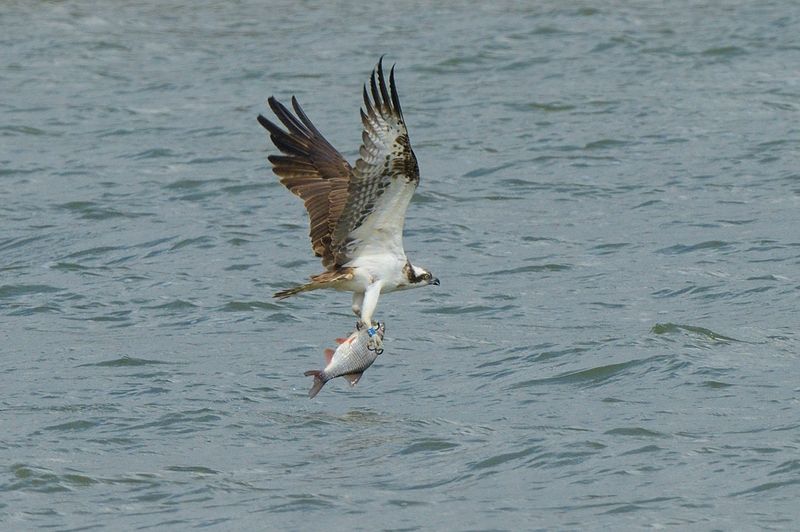 Osprey