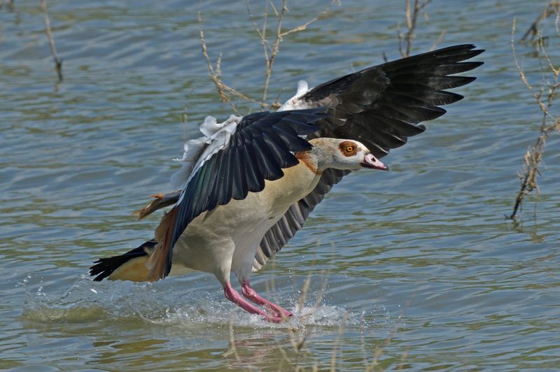 Goose - Egyptian