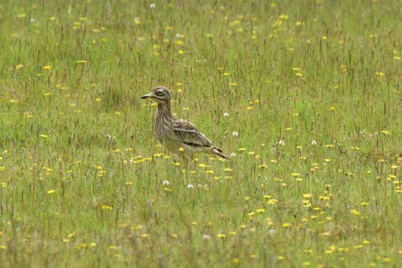 Stone Curlew