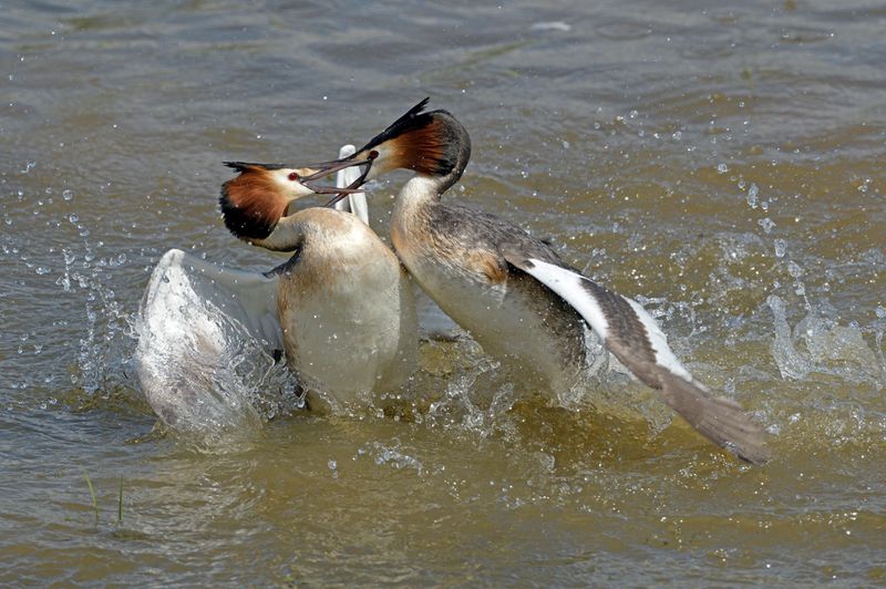 Grebe - Great Crested