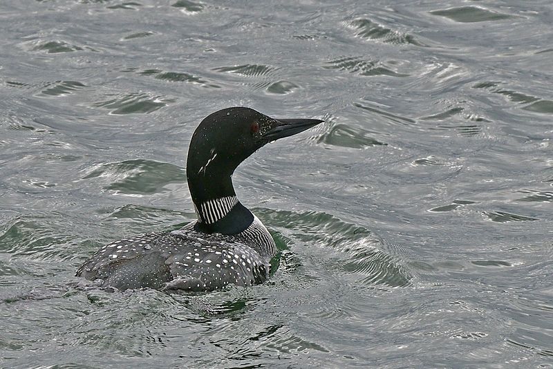 Diver - Great Northern