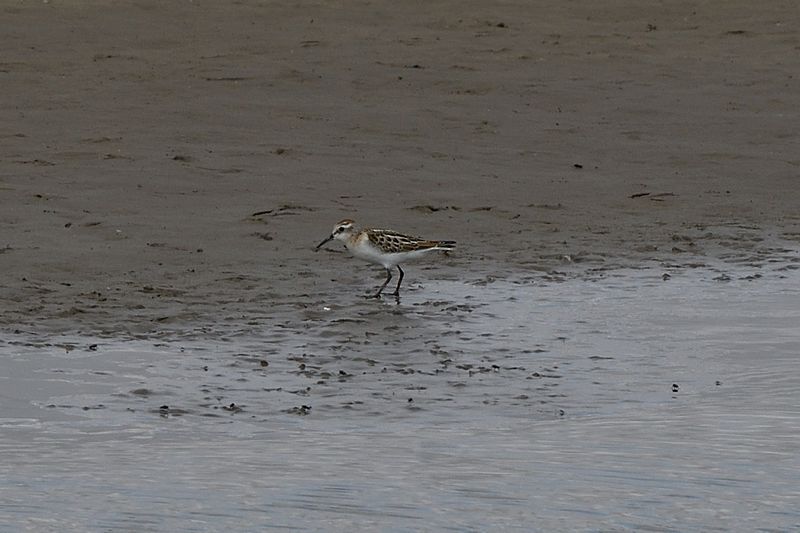 Stint - Little