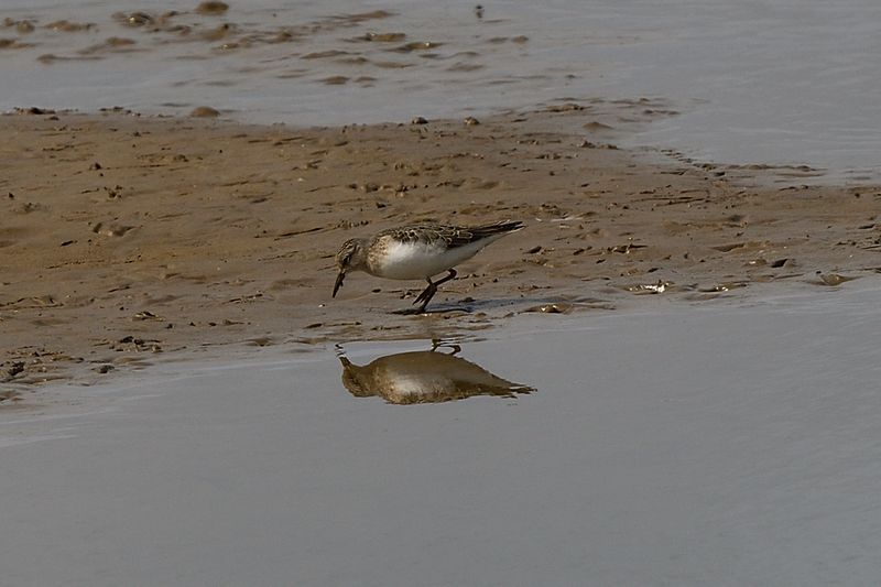 Stint - Temminck's
